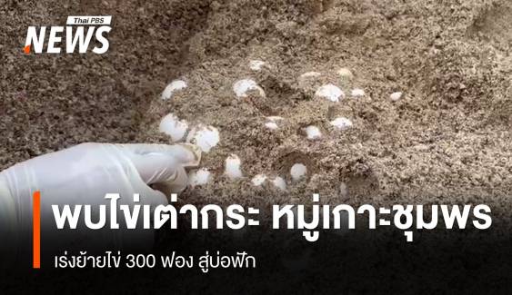 พบ 2 รังไข่เต่ากระกว่า 300 ฟอง อุทยานฯหมู่เกาะชุมพร