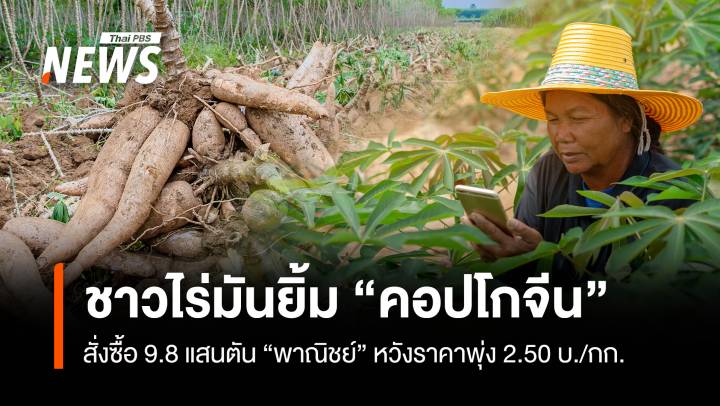 ชาวไร่มันยิ้ม “คอปโกจีน”สั่งซื้อ 9.8 แสนตัน “พาณิชย์”หวังราคาพุ่ง 2.50 บ/กก.