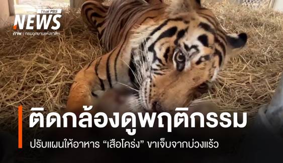 ติดกล้องดูพฤติกรรม-ปรับแผนให้อาหาร "เสือโคร่ง" ขาเจ็บติดบ่วง