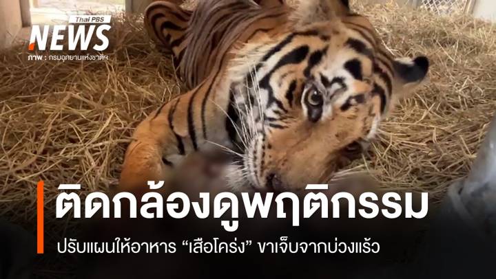 ติดกล้องดูพฤติกรรม-ปรับแผนให้อาหาร "เสือโคร่ง" ขาเจ็บติดบ่วง