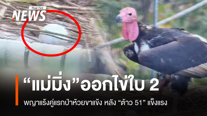 ของขวัญปีใหม่! "พญาแร้งมิ่ง" ออกไข่ใบที่ 2 กลางป่าห้วยขาแข้ง