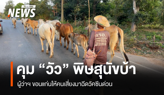 ผู้ว่าฯ ขอนแก่น คุมระบาดพิษสุนัขบ้าในวัว เตือนกลุ่มเสี่ยงรับวัคซีน