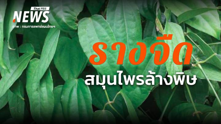  "รางจืด" สมุนไพรฤทธิ์เย็น ใช้อย่างไรให้ได้ประโยชน์ - ข้อควรระวัง