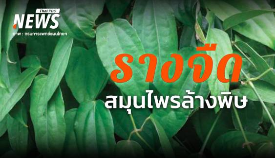  "รางจืด" สมุนไพรฤทธิ์เย็น ใช้อย่างไรให้ได้ประโยชน์ - ข้อควรระวัง