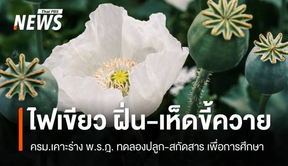 ไฟเขียว! ครม. เคาะร่างทดลองปลูกและสกัดสาร "ฝิ่น-เห็ดขี้ควาย"