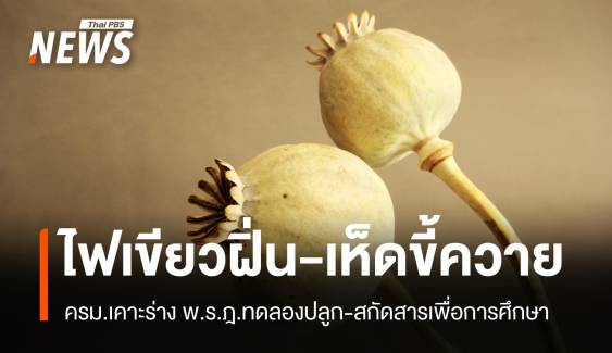 ไฟเขียว! ครม. เคาะร่างทดลองปลูกและสกัดสาร "ฝิ่น-เห็ดขี้ควาย"