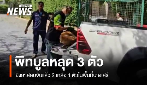 ยิงยาสลบจับ "พิทบูล" 2 ตัวเหลือ 1 หลุดย่านบางเสร่ 