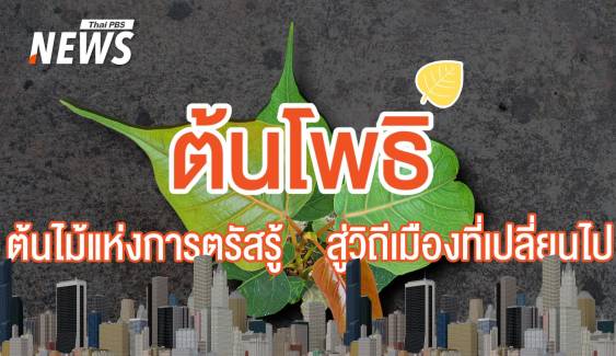 "ต้นโพธิ์" ต้นไม้แห่งการตรัสรู้ในยุคที่วิถีเมืองเปลี่ยนไป