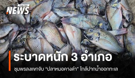 ชุมพรลงแขกจับ "ปลาหมอคางดำ" ระบาดหนัก 3 อำเภอ