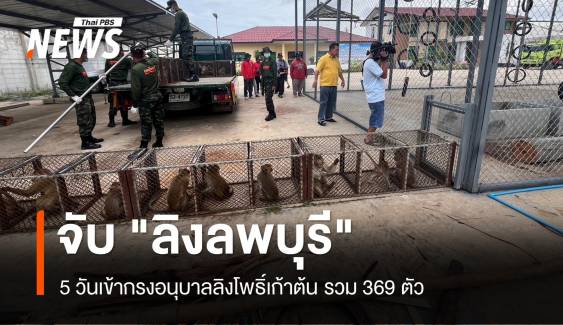 5 วัน จับ "ลิงลพบุรี" เข้ากรงโพธิ์เก้าต้น 369  ตัว 