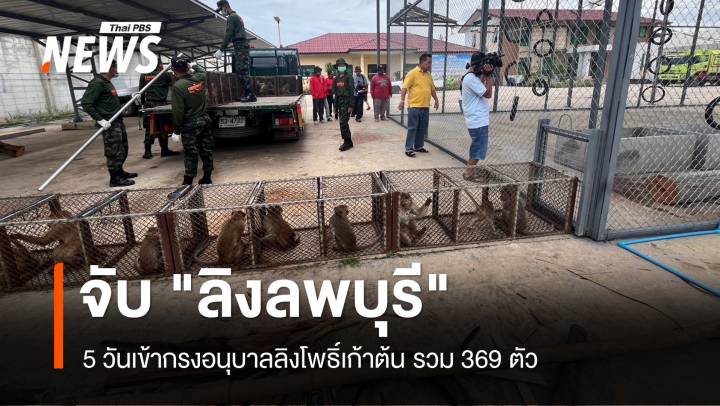 5 วัน จับ "ลิงลพบุรี" เข้ากรงโพธิ์เก้าต้น 369  ตัว 