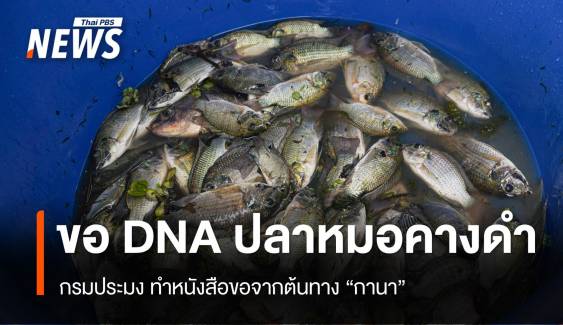 กรมประมง ขอ DNA "ปลาหมอคางดำ" จากต้นทาง "กานา"