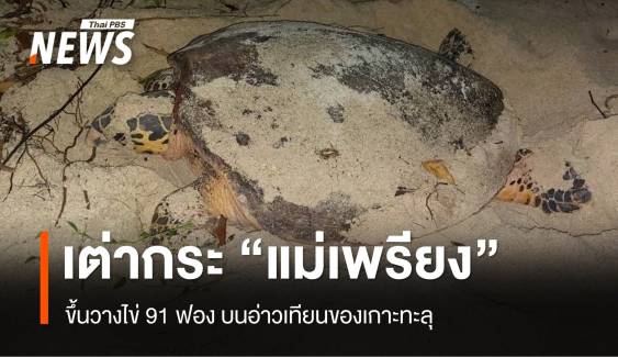 เต่ากระ "แม่เพรียง" ขึ้นวางไข่ 91 ฟองบนอ่าวเทียน 