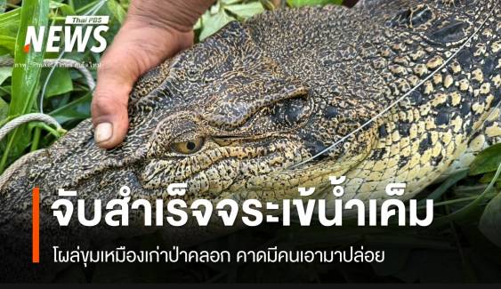 จับแล้ว! "น้องพารา" จระเข้น้ำเค็ม 2.4 เมตรโผล่ขุมเหมืองภูเก็ต  