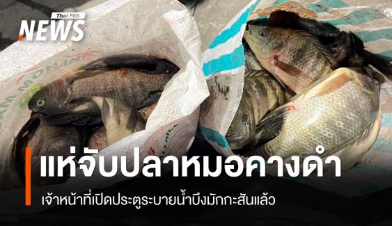 แห่จับปลาหมอคางดำ บึงมักกะสันตลอดคืน - เปิดประตูระบายน้ำแล้ว