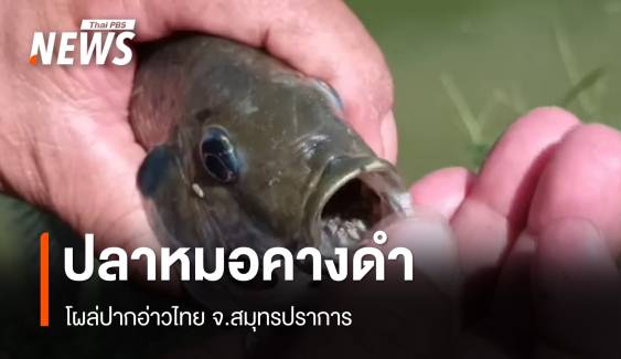 พบ "ปลาหมอคางดำ" ปากอ่าวไทย จ.สมุทรปราการ