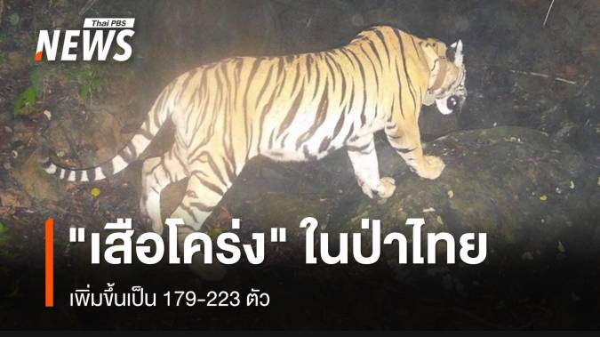 "เสือโคร่ง" ในป่าไทย เพิ่มขึ้นเป็น 179-223 ตัว 