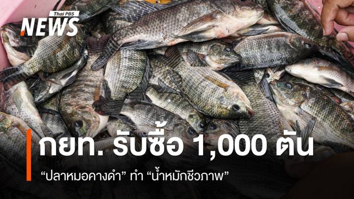 "บอร์ด กยท." ซื้อ "ปลาหมอคางดำ" 1,000 ตัน ทำ "น้ำหมักชีวภาพ"