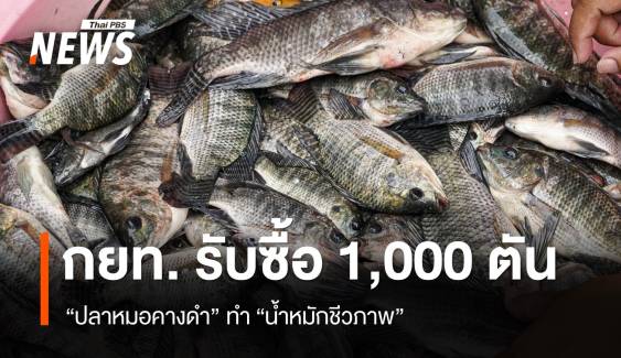 "บอร์ด กยท." ซื้อ "ปลาหมอคางดำ" 1,000 ตัน ทำ "น้ำหมักชีวภาพ"