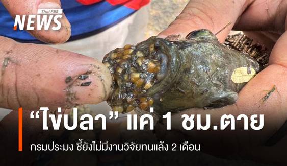 กรมประมง โต้ยังไม่มีวิจัย "ไข่ปลาหมอคางดำ" ทนแล้ง 2 เดือน