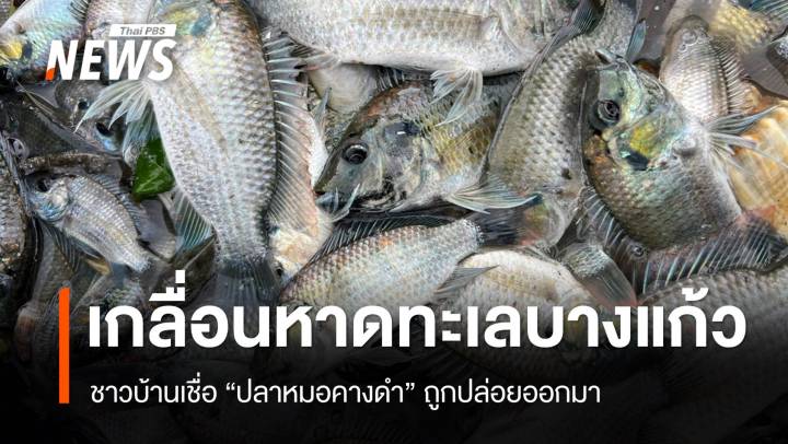 "ปลาหมอคางดำ" เกลื่อนหาดทะเลบางแก้ว ชาวบ้านเชื่อถูกปล่อยมา