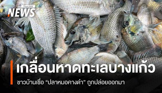 "ปลาหมอคางดำ" เกลื่อนหาดทะเลบางแก้ว ชาวบ้านเชื่อถูกปล่อยมา