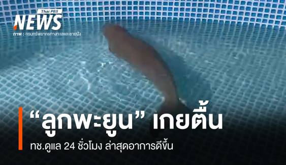 ทช.ดูแล 24 ชม. "ลูกพะยูน" หลงแม่เกาะปอดะ ล่าสุดอาการดีขึ้น