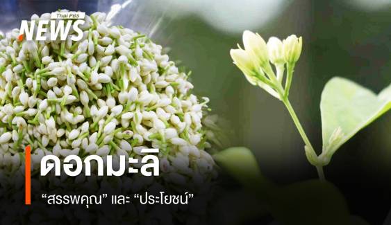 "สรรพคุณ" และ "ประโยชน์" จาก "ดอกมะลิ" ที่หลายคนอาจยังไม่รู้  