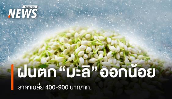 ฝนตก ทำ “ดอกมะลิ” ออกน้อย ราคาเฉลี่ย 400-900 บาท/กก.