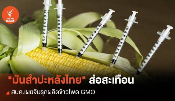 "มันสำปะหลัง" ส่อสะเทือน สนค.เผยจีนรุกผลิตข้าวโพด GMO