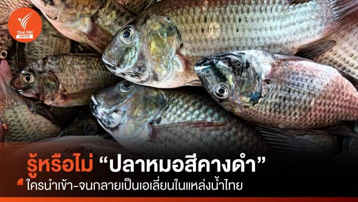 รู้หรือไม่ “ปลาหมอสีคางดำ” เข้ามาระบาดในไทยได้ยังไง