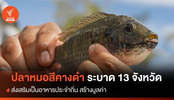 ปลาหมอสีคางดำ ระบาด 13 จังหวัด หนุนเป็นอาหารประจำถิ่น สร้างมูลค่า