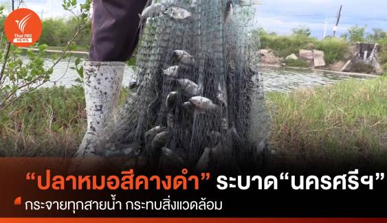 “ปลาหมอสีคางดำ” ระบาดหนักทุกสายน้ำ “นครศรีธรรมราช”