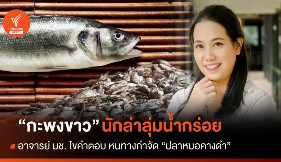 ไขปริศนา! ทำไมต้องใช้ "ปลากะพงขาว" จัดการ "ปลาหมอคางดำ" 