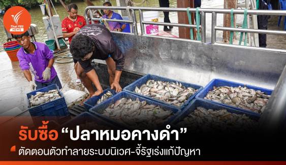 รับซื้อ “ปลาหมอคางดำ” ตัดตอนตัวทำลายระบบนิเวศ จี้รัฐเร่งแก้ปัญหา