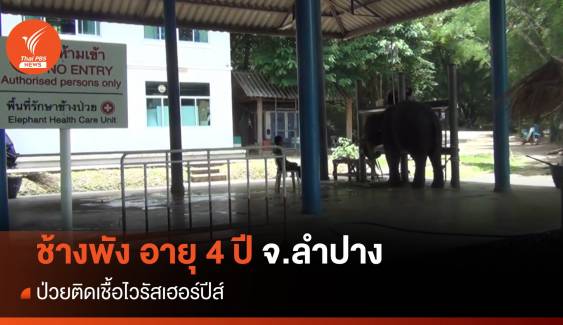 ช้างพังมะลิ อายุ 4 ปี ป่วยติดเชื้อไวรัสเฮอร์ปีส์ 