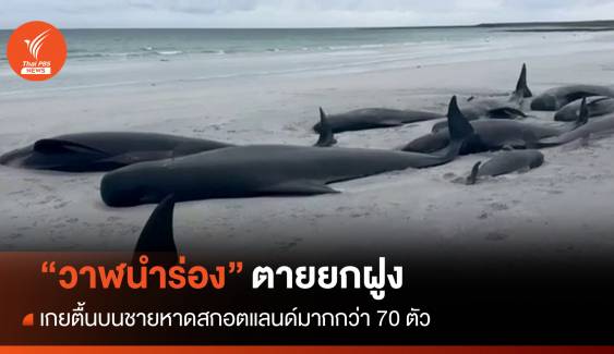 ตายยกฝูง "วาฬนำร่อง" กว่า 70 ตัวเกยตื้นชายหาดสกอตแลนด์