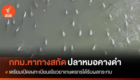 กทม.หาทางสกัด "ปลาหมอคางดำ" จ่อลงทะเบียนเยียวยาเกษตรกร