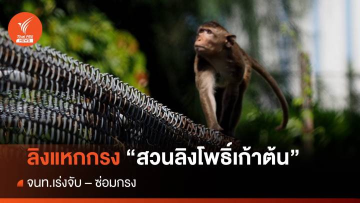 ลิงแหกกรง สวนลิงโพธิ์เก้าต้น - จนท.เร่งจับ 