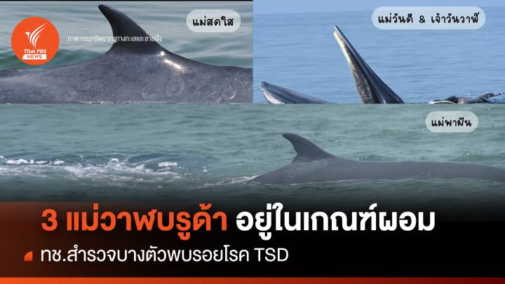 3 แม่วาฬบรูด้าอ่าวไทย อยู่ในเกณฑ์ผอม-พบรอยโรค TSD