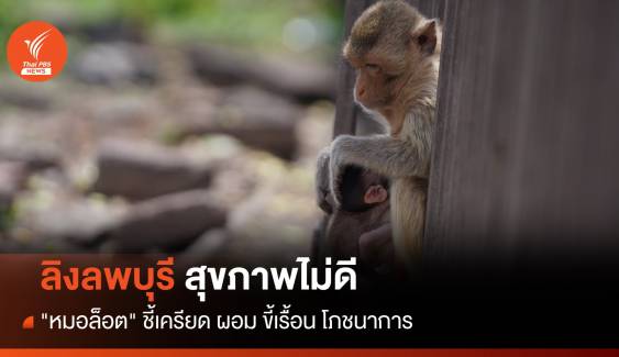 "หมอล็อต" ชี้ลิงลพบุรีสุขภาพแย่ เครียด-ขี้เรื้อน-ขาดอาหาร