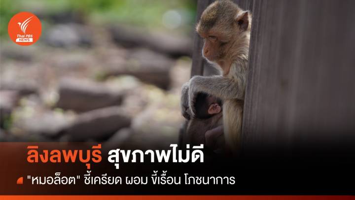 "หมอล็อต" ชี้ลิงลพบุรีสุขภาพแย่ เครียด-ขี้เรื้อน-ขาดอาหาร