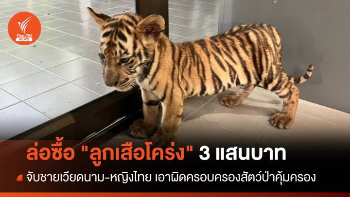ล่อซื้อ "ลูกเสือโคร่ง" 3 แสนบาท จับชายเวียดนาม-หญิงไทย