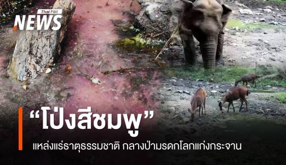 สำรวจ "โป่งสีชมพู" แหล่งแร่ธาตุอาหารสัตว์ กลางป่ามรดกโลกแก่งกระจาน