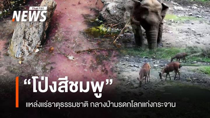 สำรวจ "โป่งสีชมพู" แหล่งแร่ธาตุอาหารสัตว์ กลางป่ามรดกโลกแก่งกระจาน