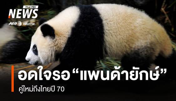 อดใจรอ! "แพนด้ายักษ์" คู่ใหม่ถึงไทยปี 70