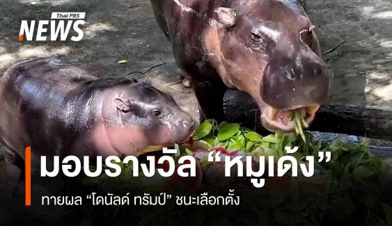 จัดผลไม้ถาดยักษ์มอบรางวัล "หมูเด้ง" ทายผล "ทรัมป์" ชนะเลือกตั้ง