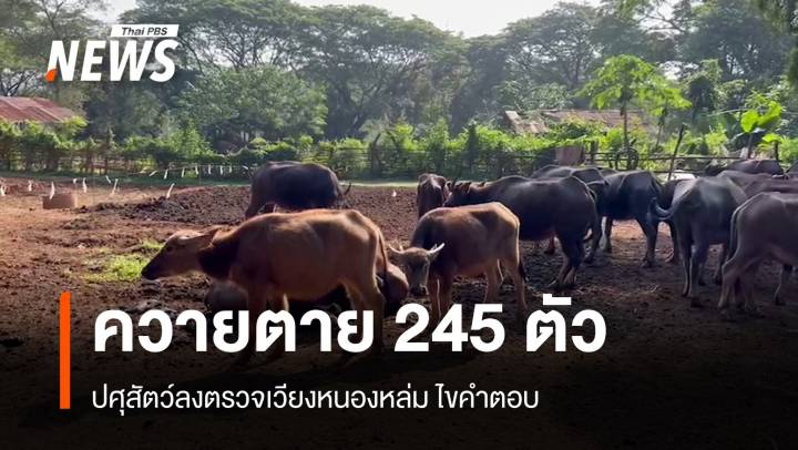 ปศุสัตว์เร่งไขปม "ควายตาย" 245 ตัวพื้นที่เลี้ยงเวียงหนองหล่ม