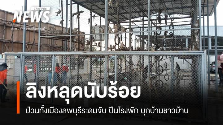 ป่วนทั้งเมือง "ลิงลพบุรี" หลุดศูนย์อนุบาลโพธิ์เก้าต้น 100 ตัว