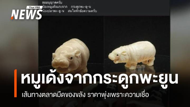 เปิดเส้นทางตลาดมืด "ซากพะยูน" ราคาพุ่งจากความเชื่อ